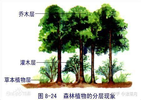 植被 意思